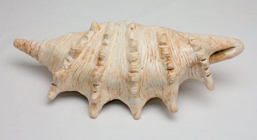 Shell 1727